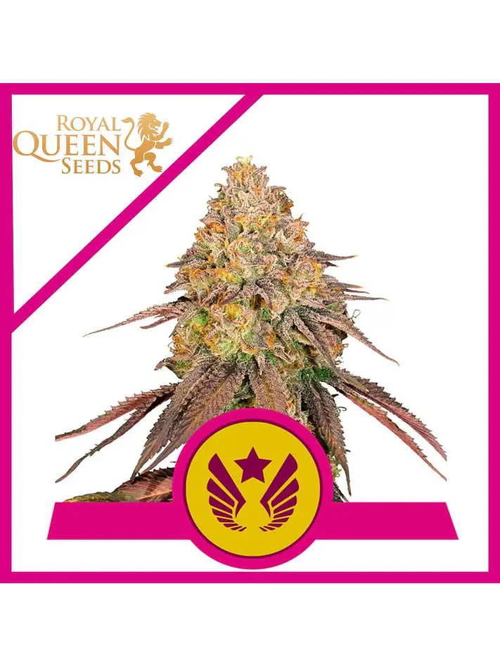 Legendary Og Punch Usa Premium Fem X3-Royal Queen 1