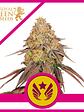 LEGENDARY OG PUNCH USA PREMIUM FEM X3-ROYAL QUEEN - Miniatura 1