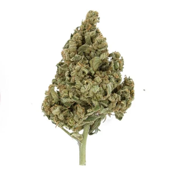 Lemon Shining Silver Haze Fem X1-Royal Queen 2