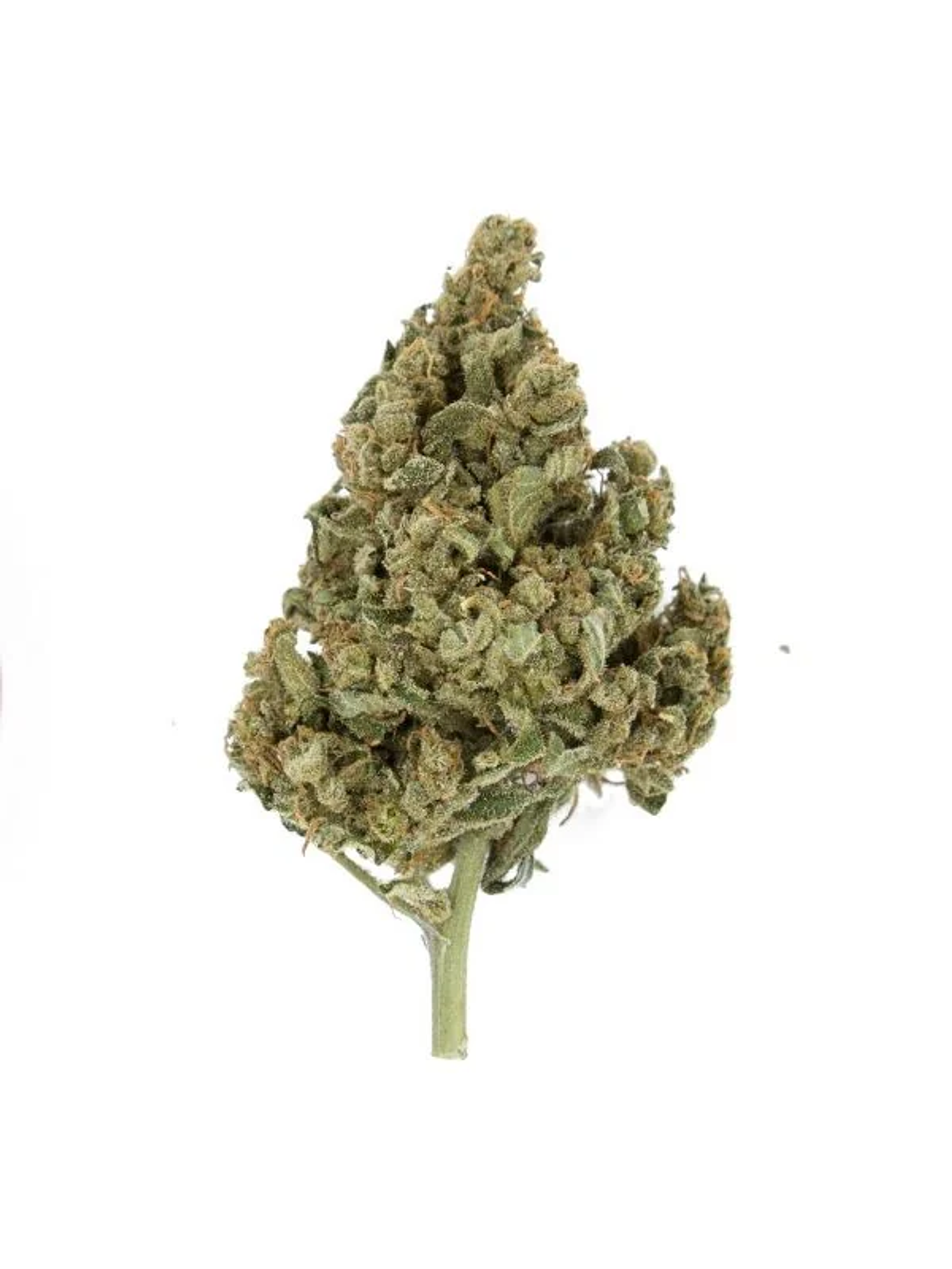 Lemon Shining Silver Haze Fem X1-Royal Queen 2