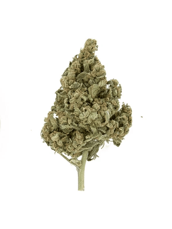 LEMON SHINING SILVER HAZE FEM X1-ROYAL QUEEN 2