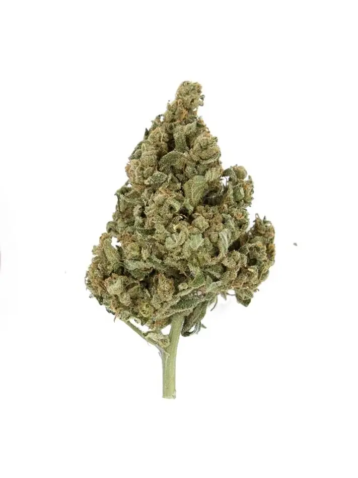 Lemon Shining Silver Haze Fem X1-Royal Queen 2