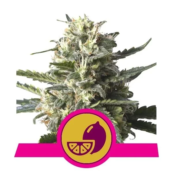 Lemon Shining Silver Haze Fem X1-Royal Queen 1