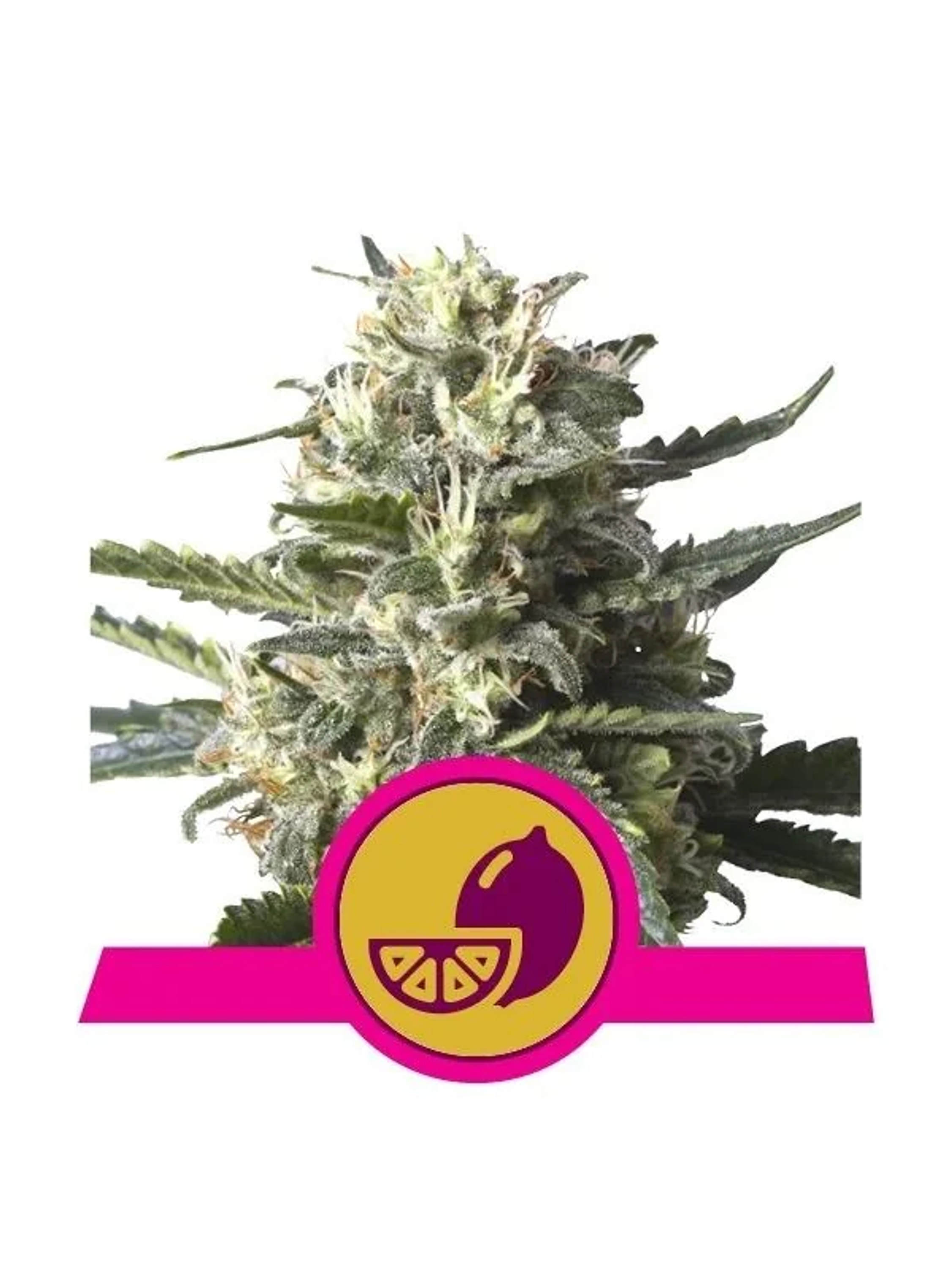 Lemon Shining Silver Haze Fem X1-Royal Queen 1