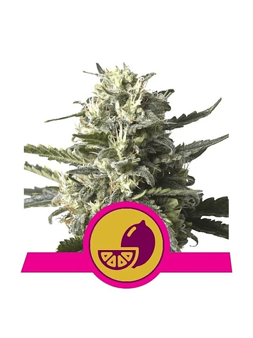 LEMON SHINING SILVER HAZE FEM X1-ROYAL QUEEN 1