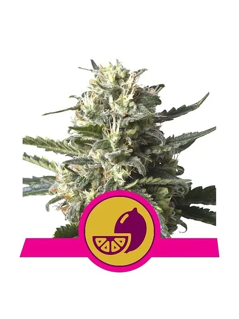 Lemon Shining Silver Haze Fem X1-Royal Queen 1