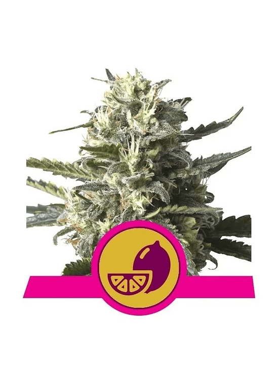 LEMON SHINING SILVER HAZE FEM X1-ROYAL QUEEN 1