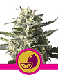 LEMON SHINING SILVER HAZE FEM X1-ROYAL QUEEN - Miniatura 1