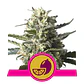 Lemon Shining Silver Haze Fem X1-Royal Queen - Miniatura 1