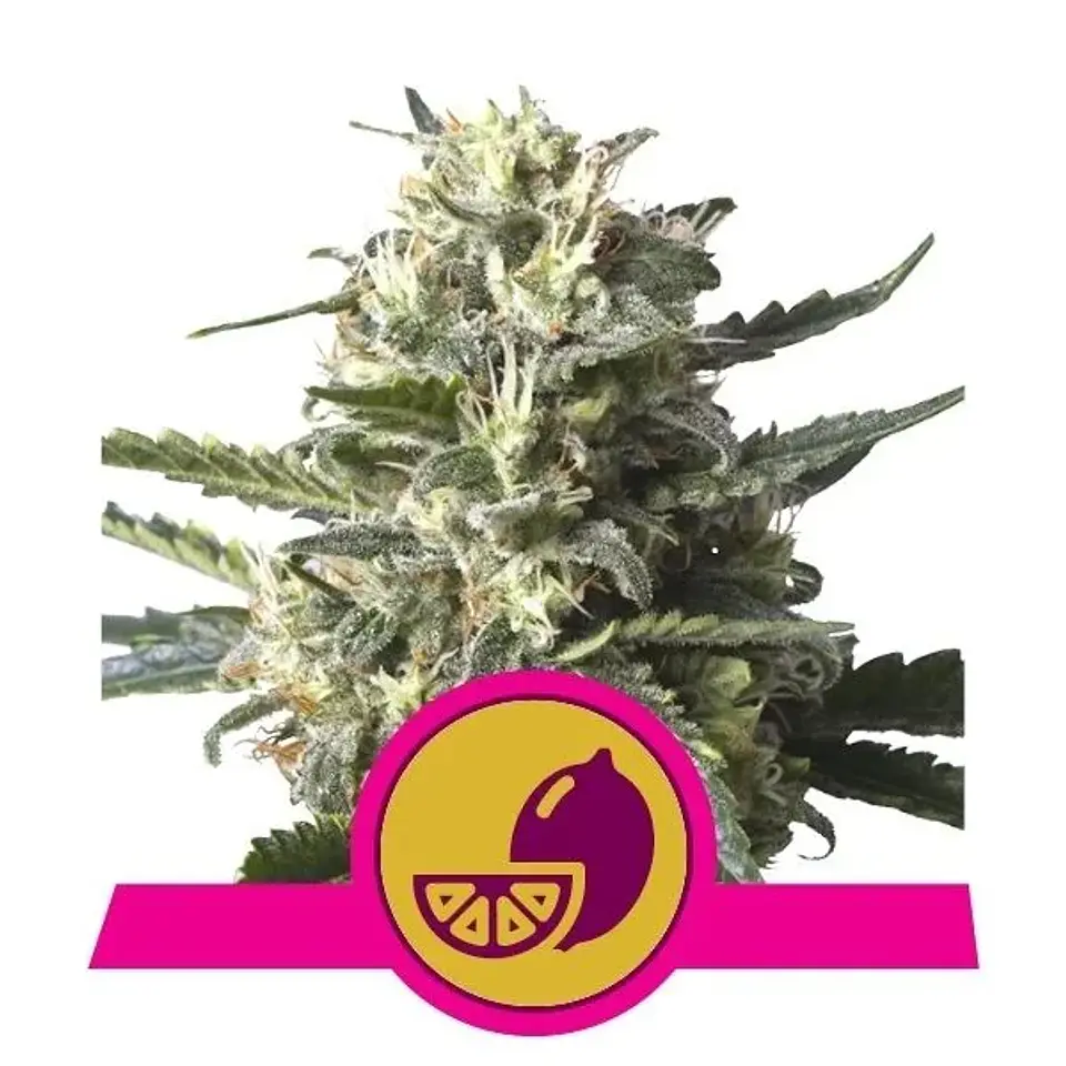 Lemon Shining Silver Haze Fem (X1/X3)-Royal Queen 1