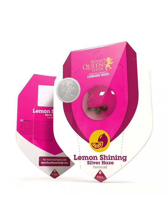 LEMON SHINING SILVER HAZE FEM X3-ROYAL QUEEN SEEDS 1