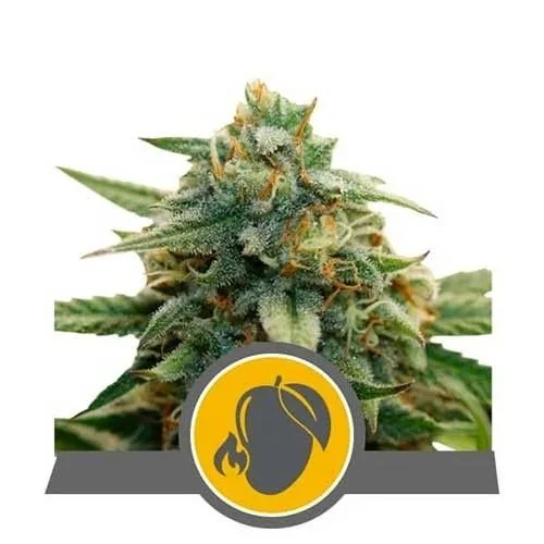 Mango Crunch Reg. X10-Royal Queen Seeds 1