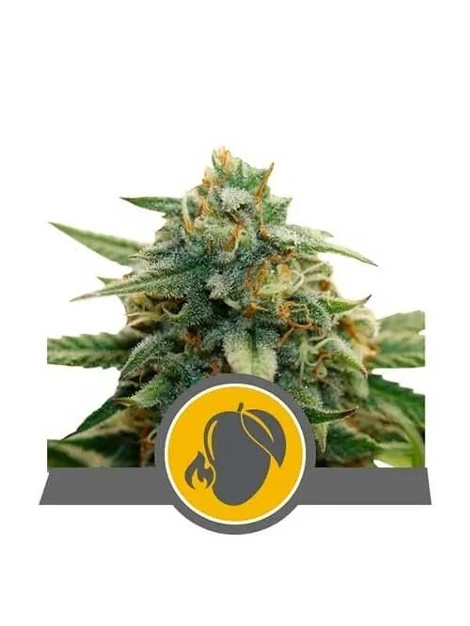 Mango Crunch Reg. X10-Royal Queen Seeds 1