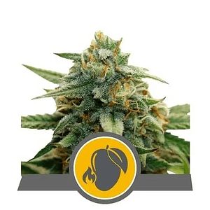 Mango Crunch Reg. X10-Royal Queen Seeds