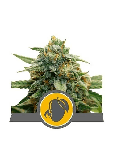 MANGO CRUNCH REG. X10-ROYAL QUEEN SEEDS 1