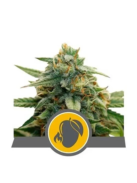 Mango Crunch Reg. X10-Royal Queen Seeds 1