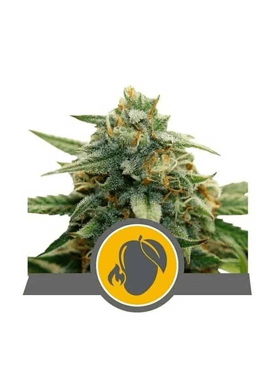 MANGO CRUNCH REG. X10-ROYAL QUEEN SEEDS 1