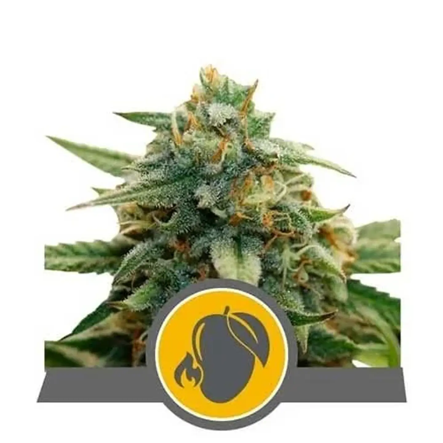 Mango Crunch Reg. X10-Royal Queen Seeds 1