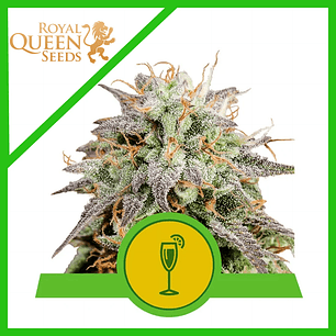 MIMOSA USA PREMIUM AUTO X1-ROYAL QUEEN SEEDS