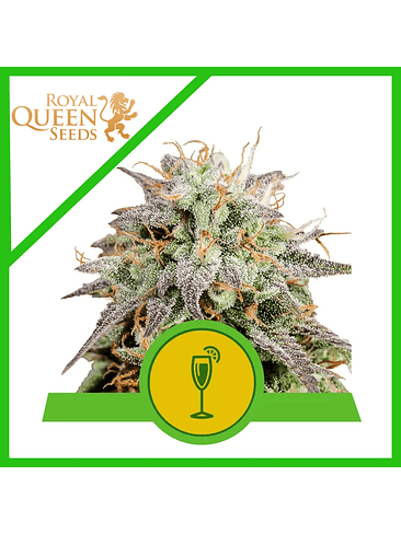 MIMOSA USA PREMIUM AUTO X1-ROYAL QUEEN SEEDS 1