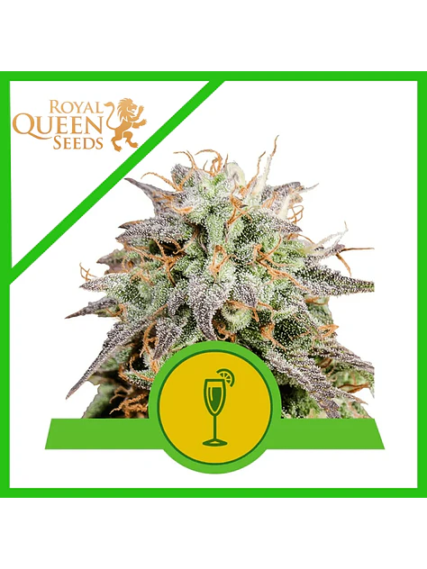Mimosa Usa Premium Auto -Royal Queen Seeds (X1/X3) 1