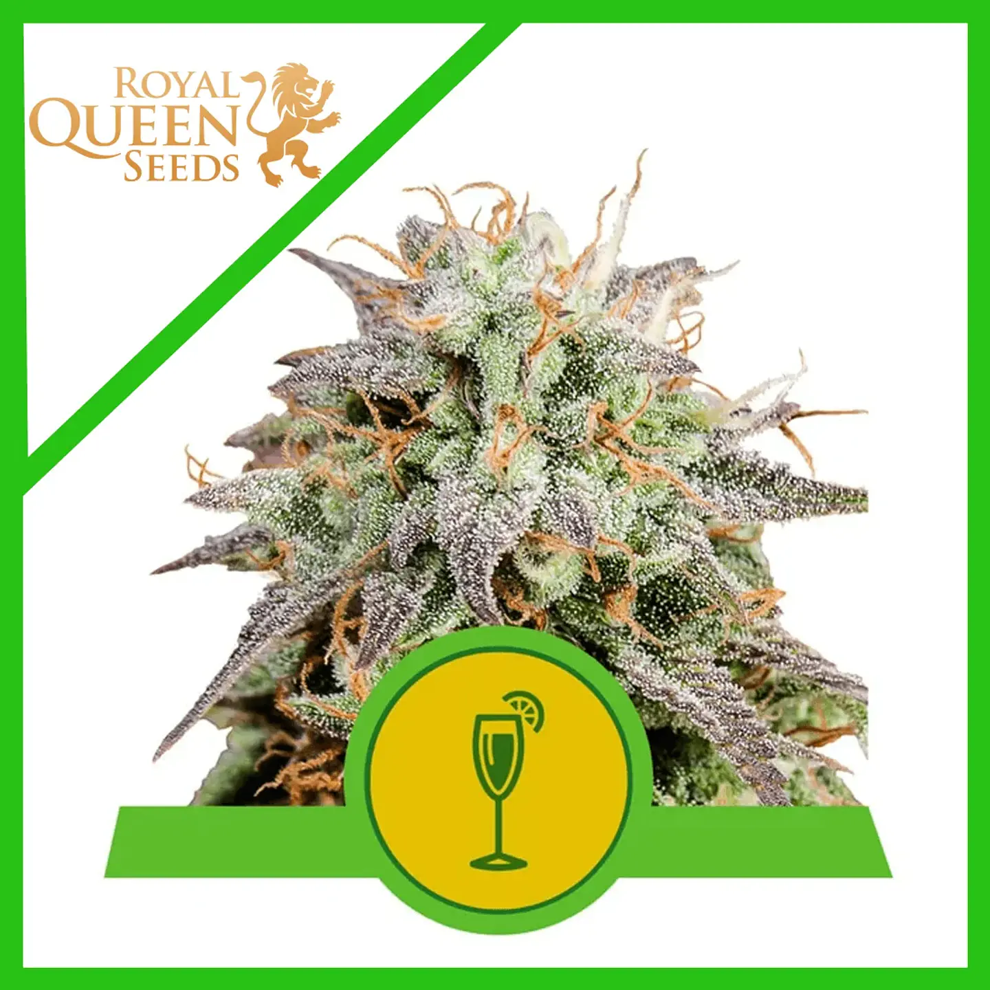 Mimosa Usa Premium Auto -Royal Queen Seeds (X1/X3) 1