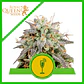 Mimosa Usa Premium Auto -Royal Queen Seeds (X1/X3) - Miniatura 1