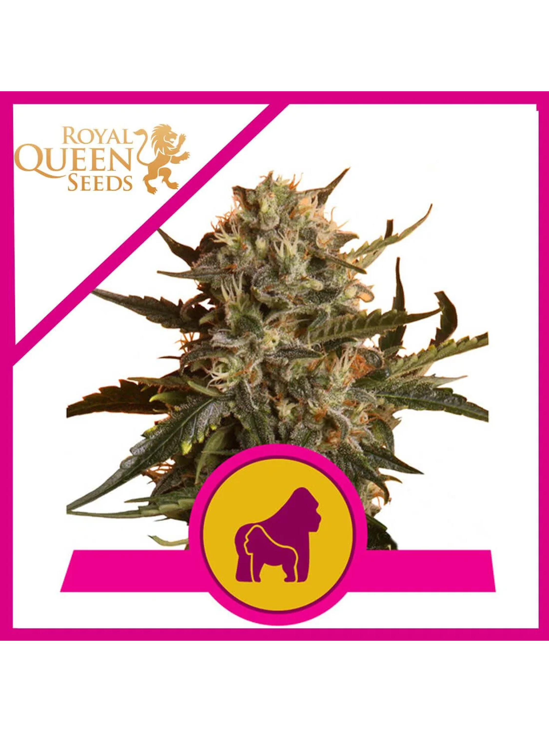 Mother Gorilla Fem X3-Royal Queen 1