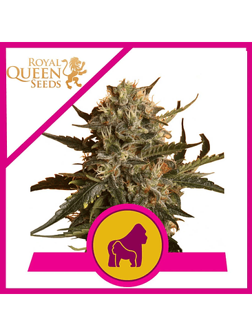 MOTHER GORILLA FEM X3-ROYAL QUEEN 1