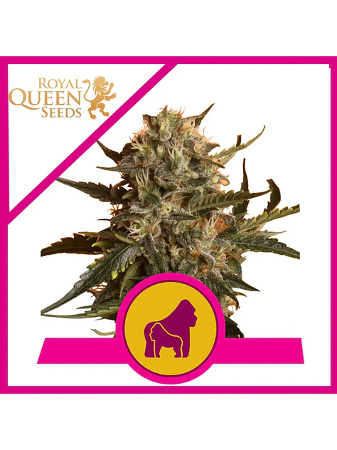Mother Gorilla Fem X3-Royal Queen 1