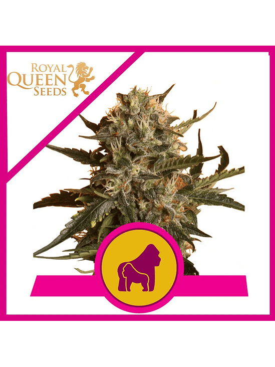 MOTHER GORILLA FEM X3-ROYAL QUEEN 1