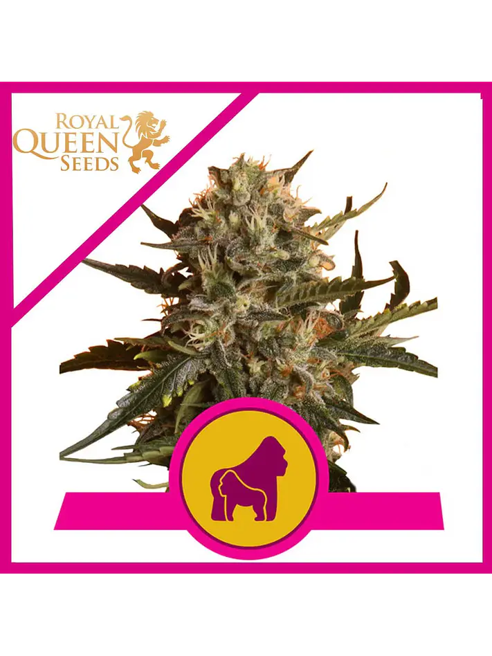 Mother Gorilla Fem X3-Royal Queen 1
