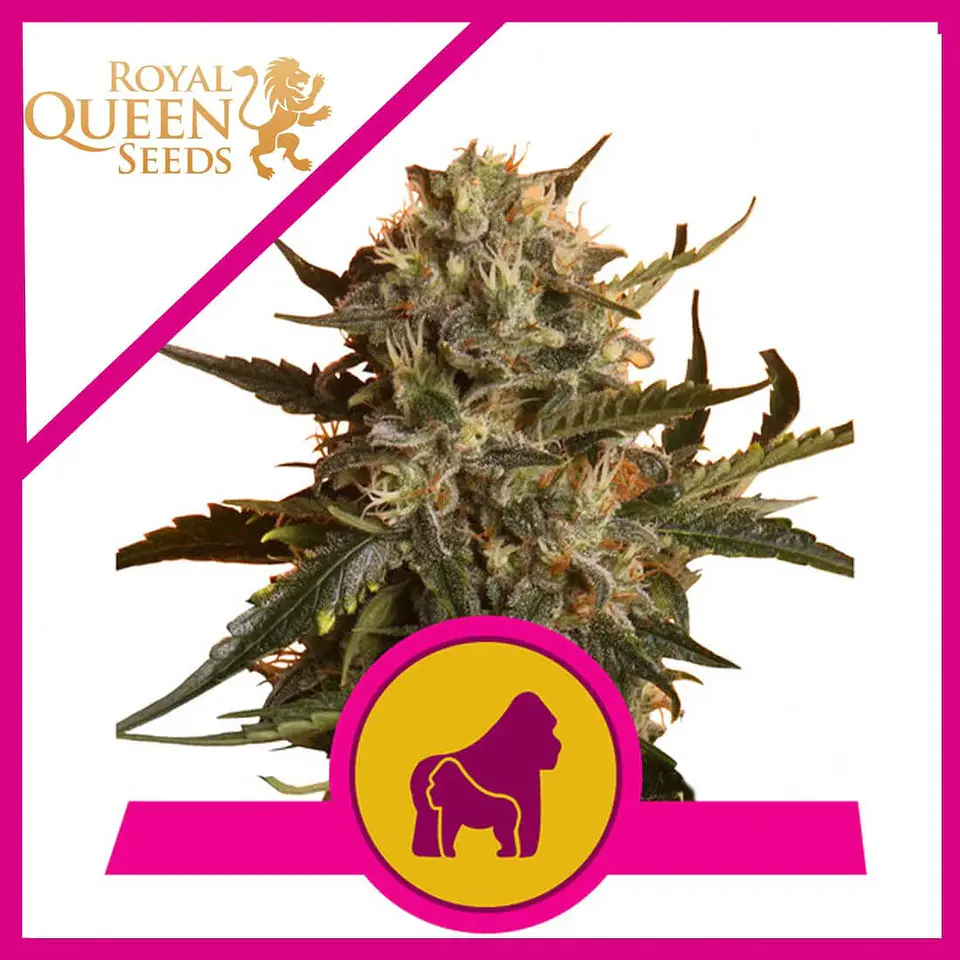 Mother Gorilla Fem X3-Royal Queen 1