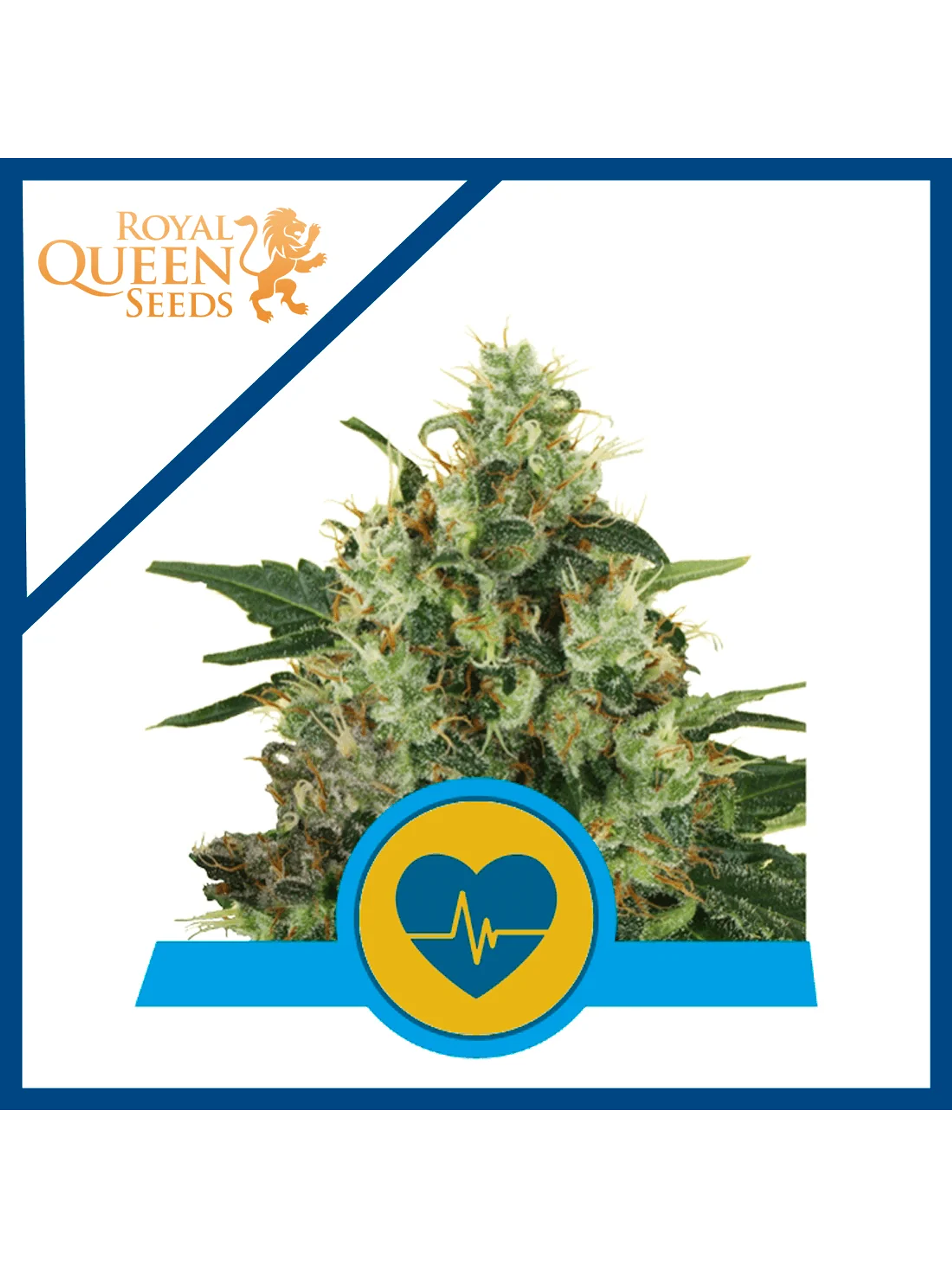 Medical Mass Cbd Fem X3-Royal Queen 1