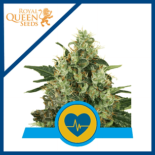 MEDICAL MASS CBD FEM X3-ROYAL QUEEN