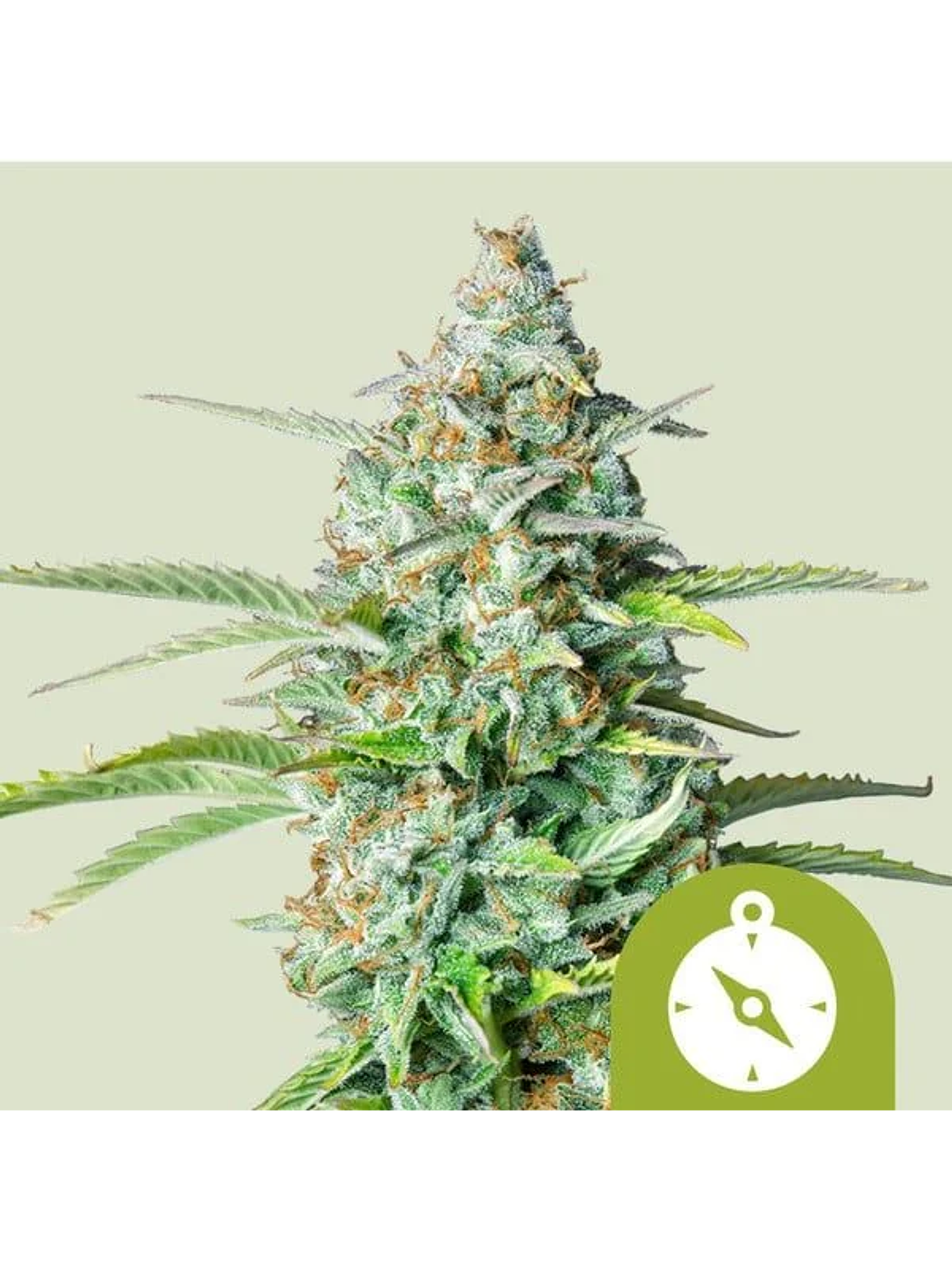 Northern Light Auto -Royal Queen Seeds (X100/X3/X1) 1