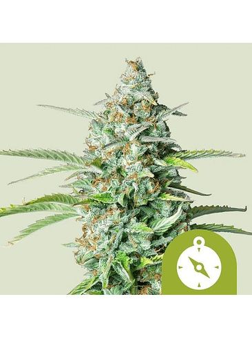 NORTHERN LIGHT AUTO X100-ROYAL QUEEN SEEDS 1