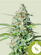 Northern Light Auto X100-Royal Queen Seeds - Miniatura 1
