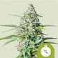 Northern Light Auto -Royal Queen Seeds (X100/X3/X1) - Miniatura 1