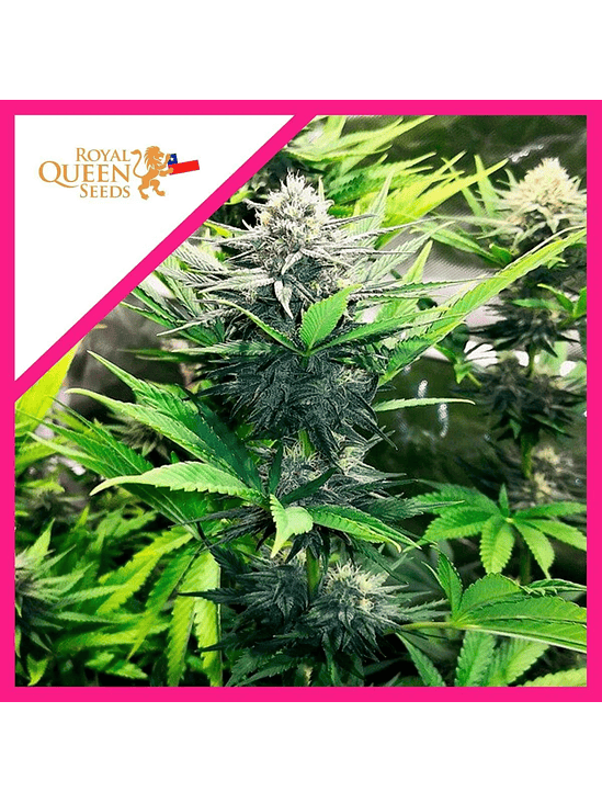 NORTH THUNDERFUCK USA PREMIUM FEM X3-ROYAL QUEEN 1