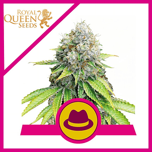 O.G. KUSH FEM X3-ROYAL QUEEN