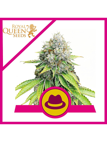 O.G. KUSH FEM X3-ROYAL QUEEN 1
