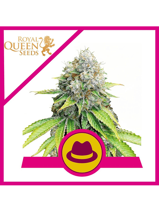 O.G. KUSH FEM X3-ROYAL QUEEN 1