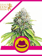 O.G. KUSH FEM X3-ROYAL QUEEN - Miniatura 1