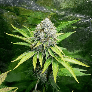 O.G. KUSH FEM X3-ROYAL QUEEN