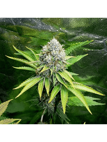 O.G. KUSH FEM X3-ROYAL QUEEN 2
