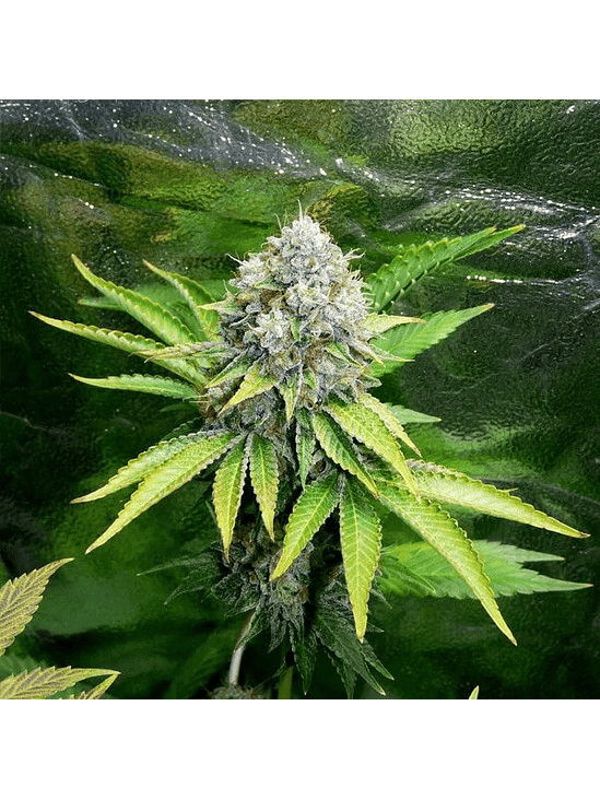 O.G. KUSH FEM X3-ROYAL QUEEN 2