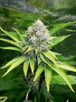 O.G. KUSH FEM X3-ROYAL QUEEN - Miniatura 2