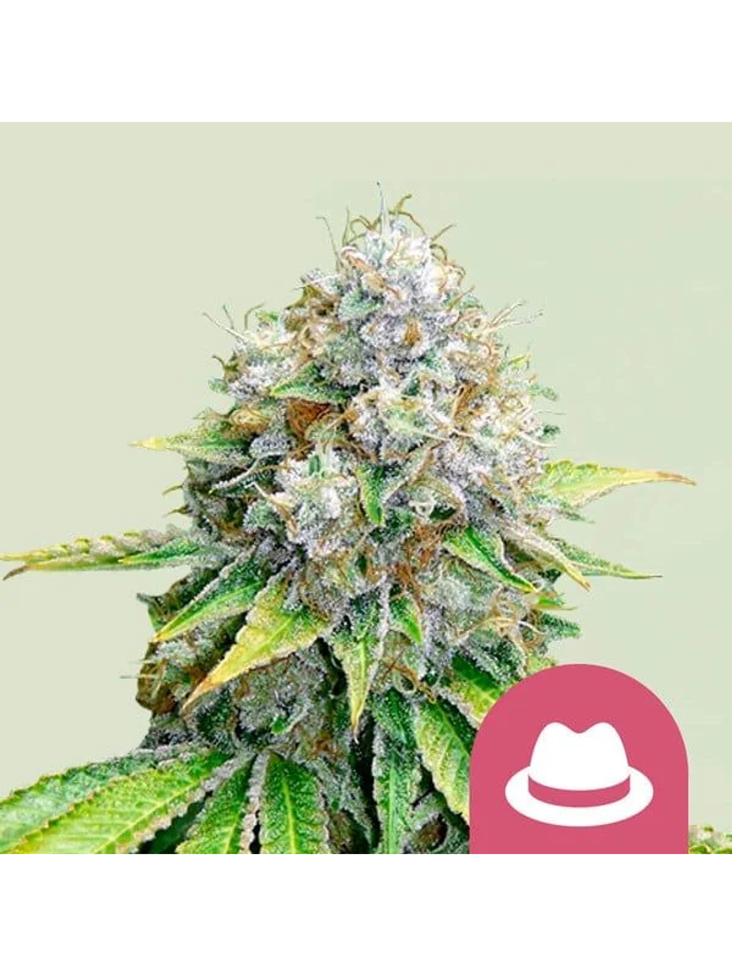 O.G. Kush Fem -Royal Queen Seeds (X100/X3/X1) 1