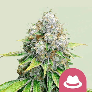 O.G. Kush Fem -Royal Queen Seeds (X100/X3/X1)